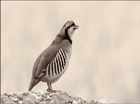 Figure 1. Àparò (Partridge)